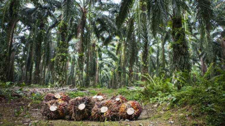 Indonesia to ban palm oil exports