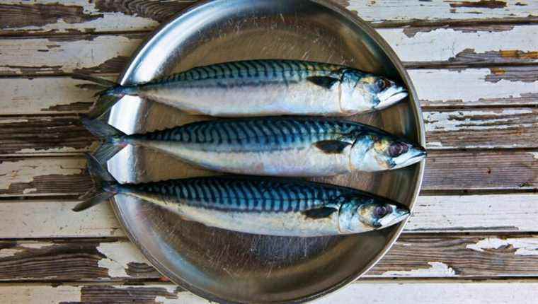 It’s mackerel season