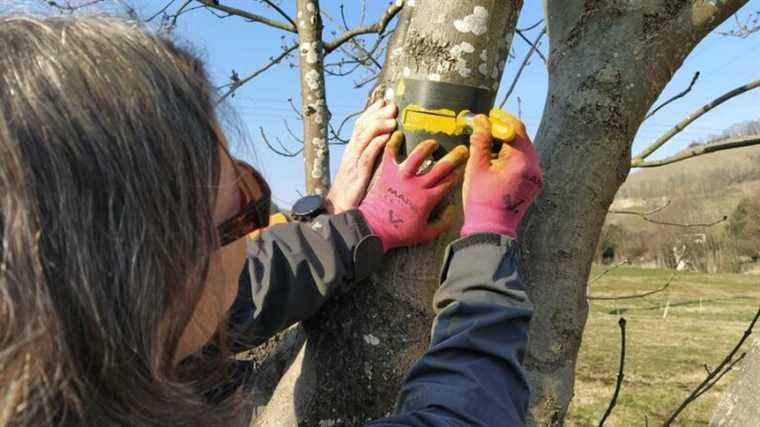 LARGE FORMAT – Meet the buoys, these volunteers who maintain the hikes of Isère