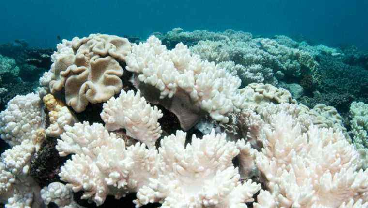 Lace to save the corals