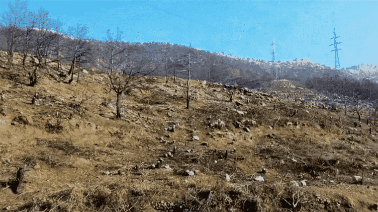 Lebanon: the country’s forests are burning, victims of looting