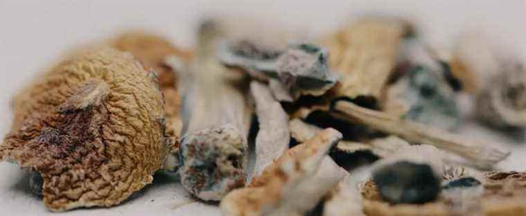 Magic mushrooms for end-of-life patients