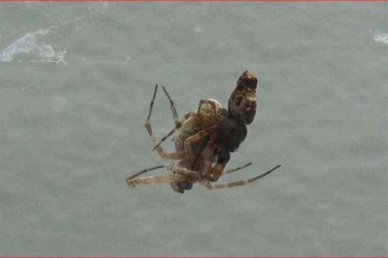 Male spiders catapult each other after mating