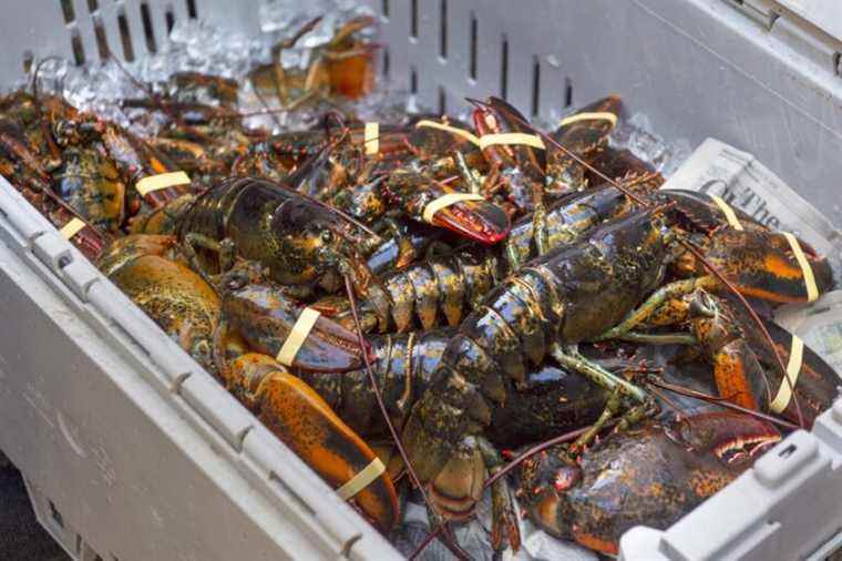 Maritime lobsters ‘are now made of gold’