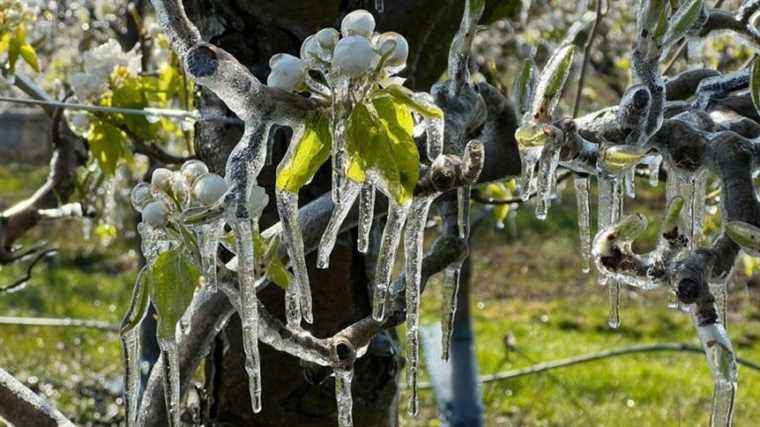 Maximum vigilance in the Loire Valley orchards in the face of spring frosts