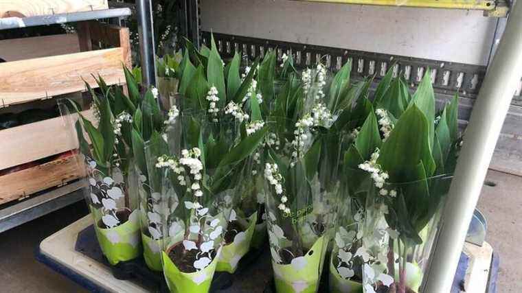 May 1 lily of the valley is also grown in Provence