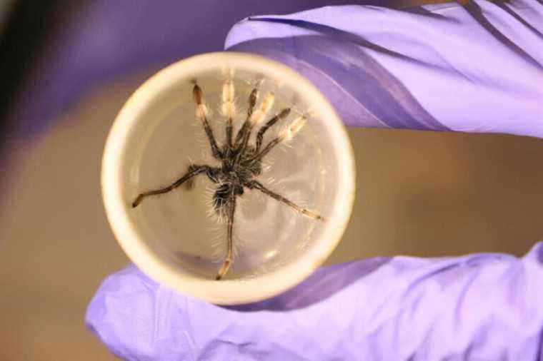 More than 140 tarantulas were seized at Bogota airport