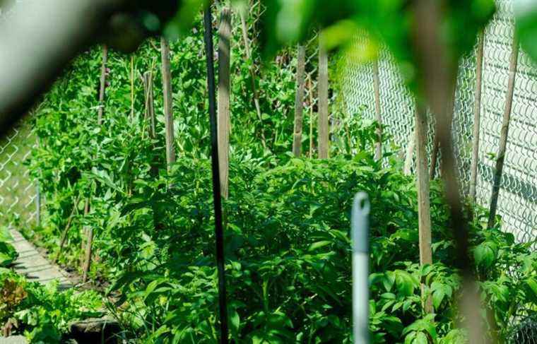 More than a third of residents of the greater Montreal area garden