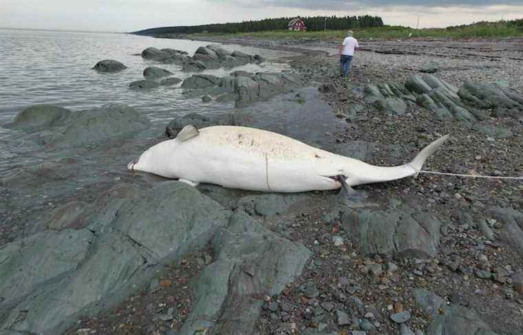 Nearly 100 belugas found dead since 2016