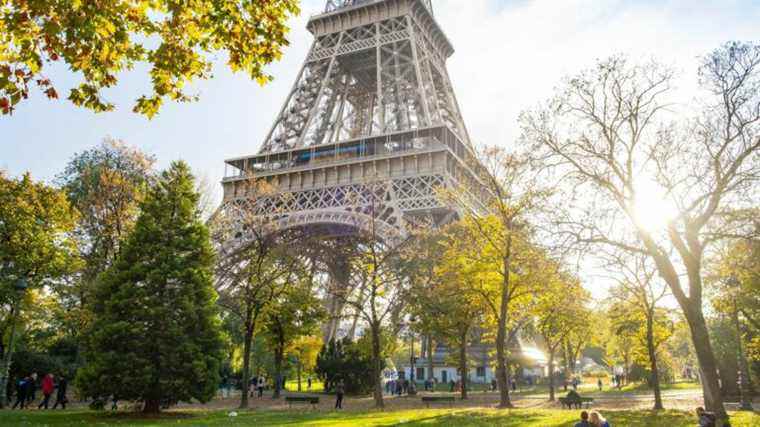 “No century-old tree will be cut down” at the foot of the Eiffel Tower, promises the municipality after a controversy