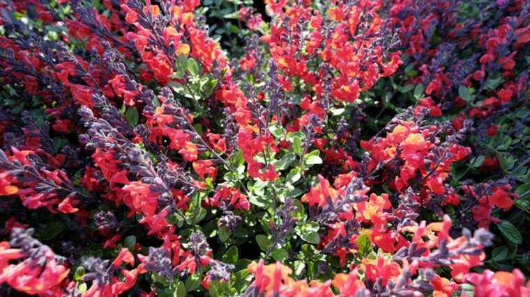 Ornamental sage, color and flavor!