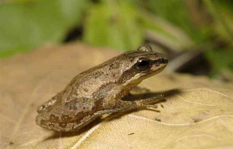 Ottawa finally authorizes work to protect tree frog habitat