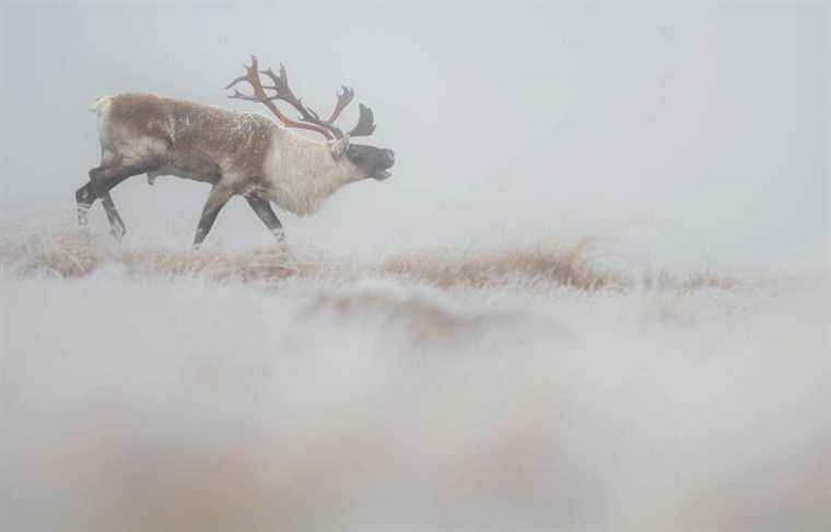 Ottawa ready to dethrone Quebec in caribou protection