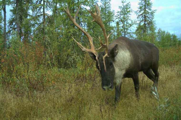 Ottawa’s ultimatum ends today |  Caribou are under provincial jurisdiction, pleads Legault