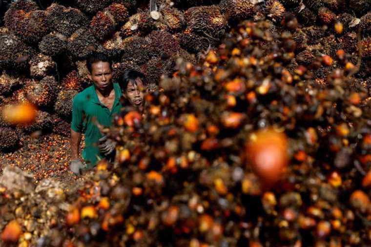 Palm oil |  Indonesia suspends all exports