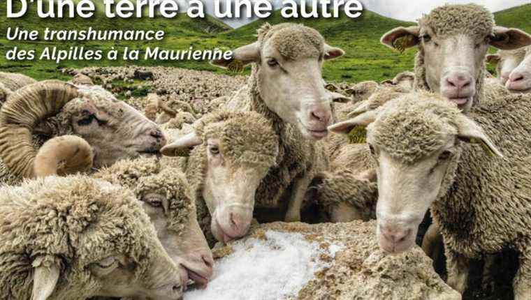 Photo exhibition by Erick Baldassari: "From one land to another: transhumance from the Alpilles to the Maurienne"