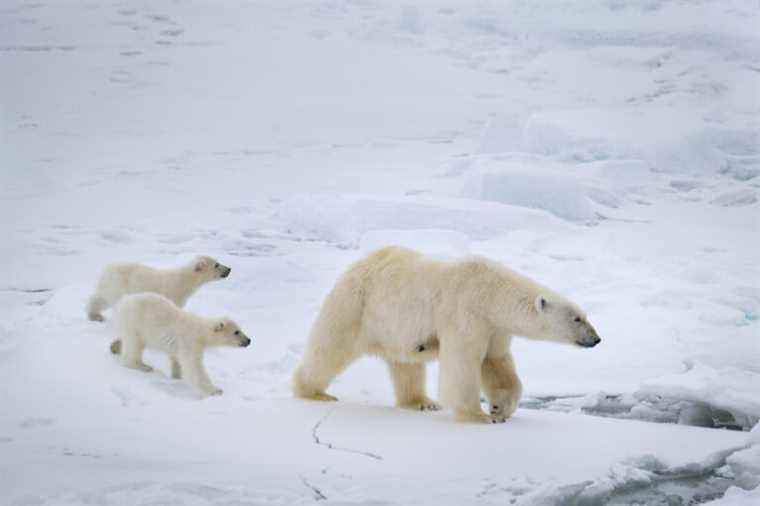 Polar Bear |  The world of polar bears