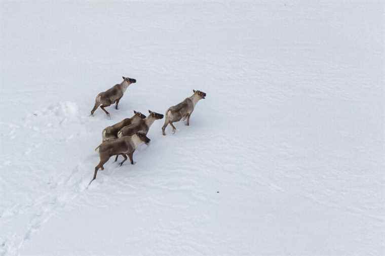 Protection of woodland caribou |  Environmentalists welcome Ottawa’s ultimatum