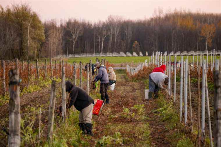 Quebec wines |  Another record year