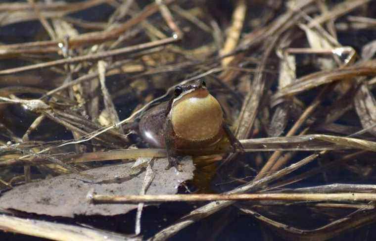 Quebec’s biodiversity in need of protection