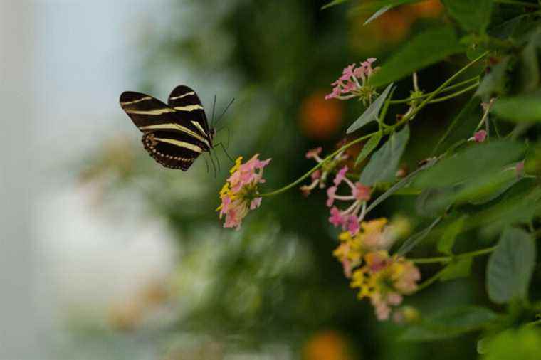 Reopening of the Insectarium |  like insects