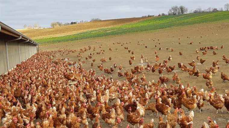 Researchers in search of “super hens”, more resistant to heat and viruses and suitable for free-range breeding