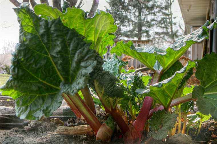 Rhubarb |  A docile monster in the garden