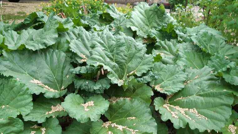 Rhubarb, a plant with ancient virtues