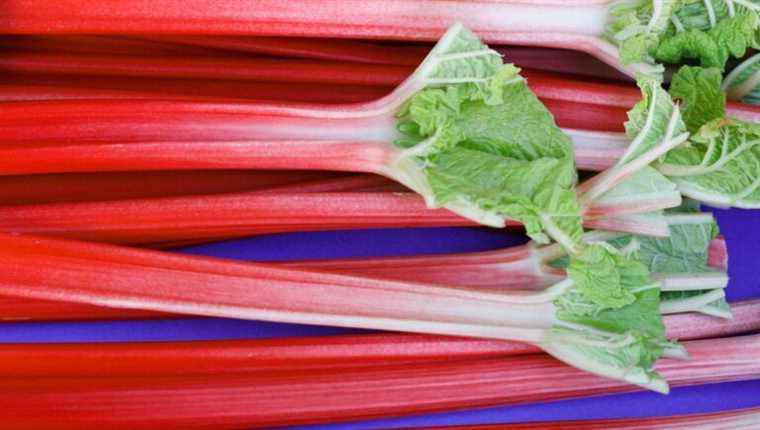 Rhubarb and recipes