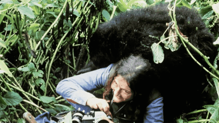 Dian Fossey, a pioneer in the study of gorillas