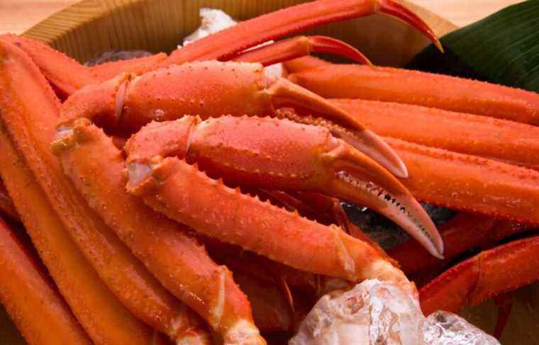 Snow crab, a fascinating crustacean