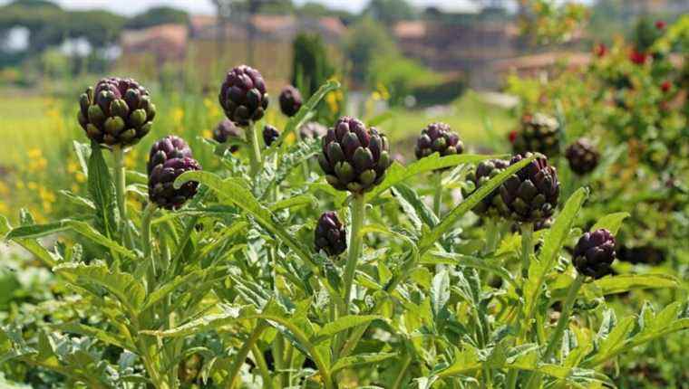 Split the artichokes, to be done in April