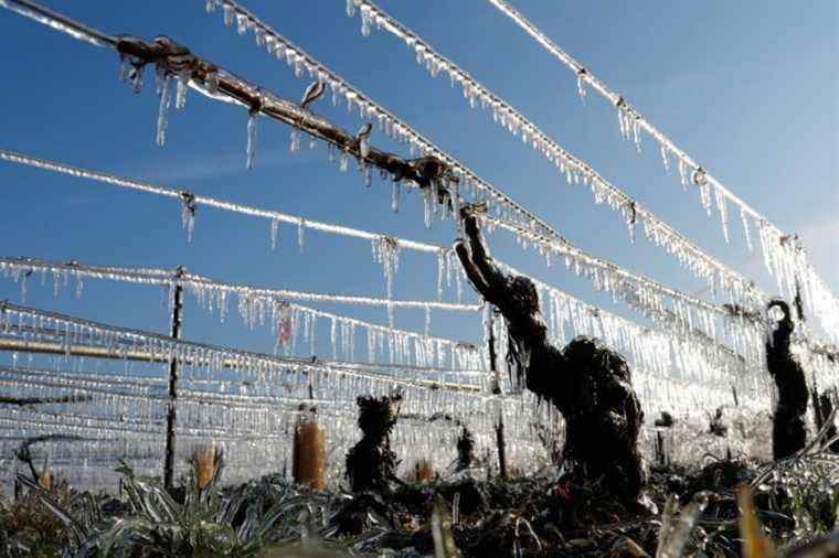 Spring Frost |  Limited damage in Burgundy vineyards