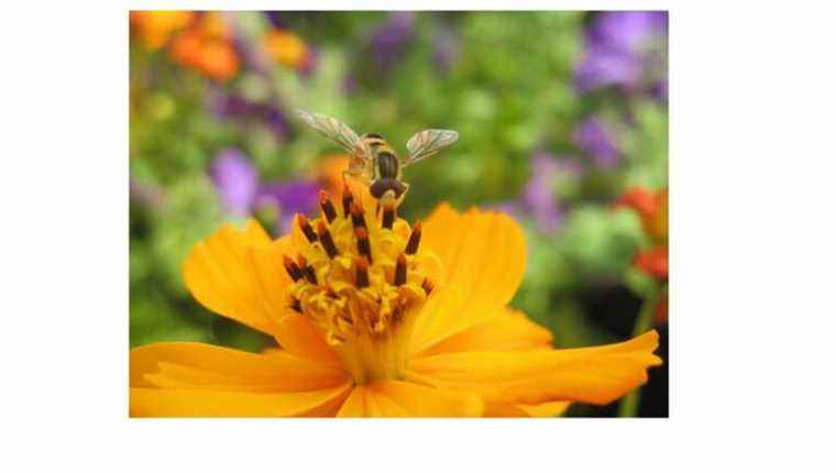 Syrphid flies;  our best allies in the garden