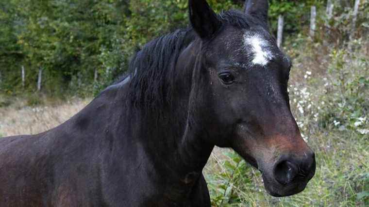 The A28 motorway cut to save a wandering horse between Le Mans and Tours