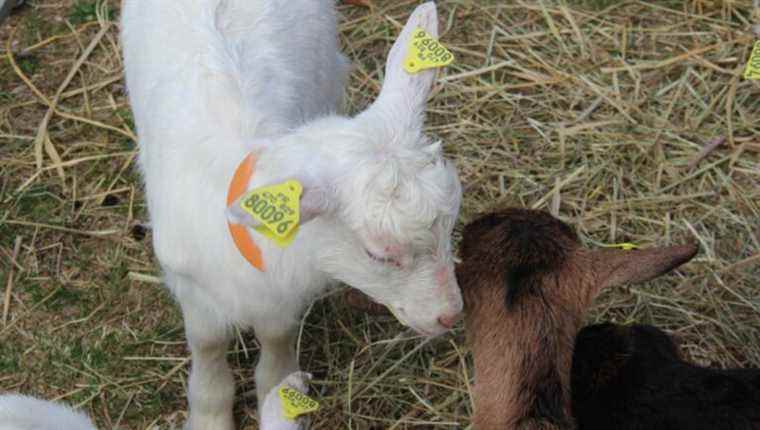 The Arles-sur-Tech goat fair