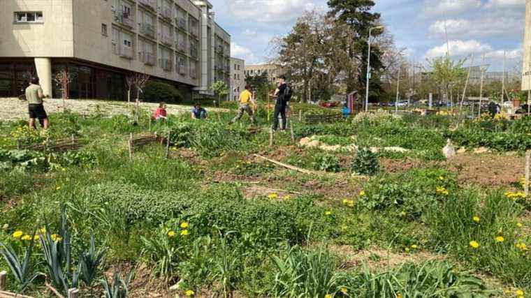 The Edible Campus association opens a new vegetable garden at the University of Dijon