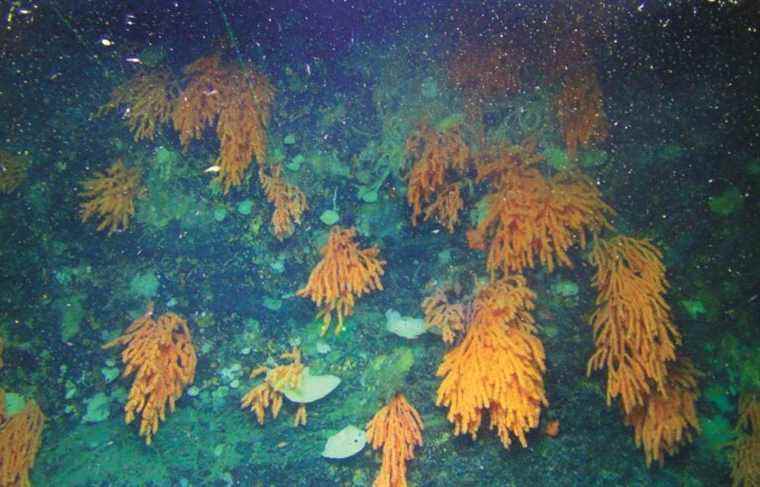 The Hanging Gardens of Makkovik