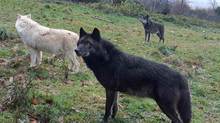 The State orders the evacuation of wolves from the Trois Vallées zoo near Castres