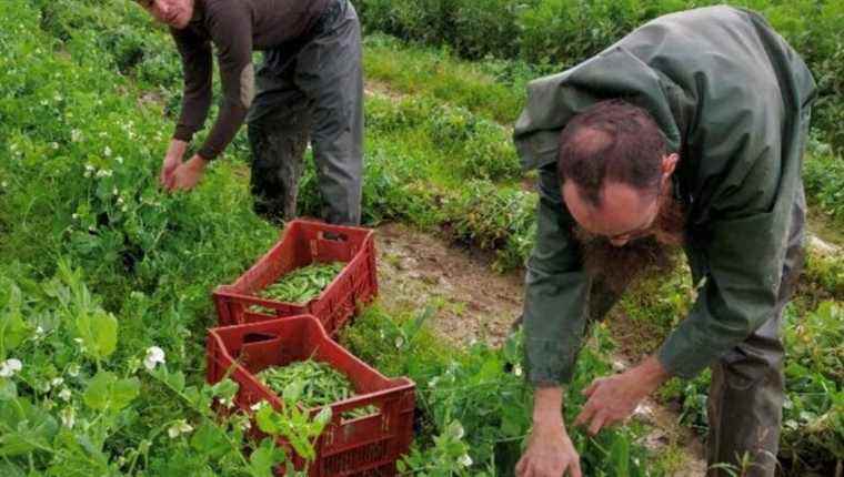 The cooking of peas at Ferme Pintan