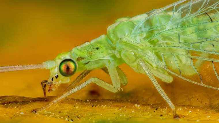 The damsel with the golden eyes: a precious helper in the garden