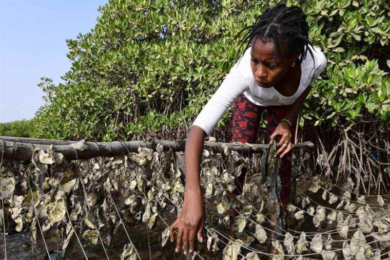 The mangrove oyster, a pearl to cultivate for Senegal