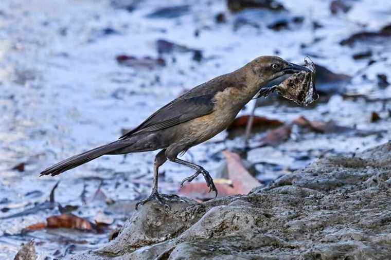 The mangroves of Panama, a privileged stopover for migratory birds