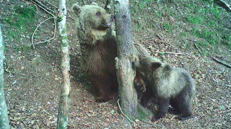 The population of Pyrenean bears is increasing but the question of inbreeding is not settled