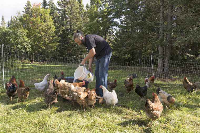 The slaughter of chickens on the farm will be permitted