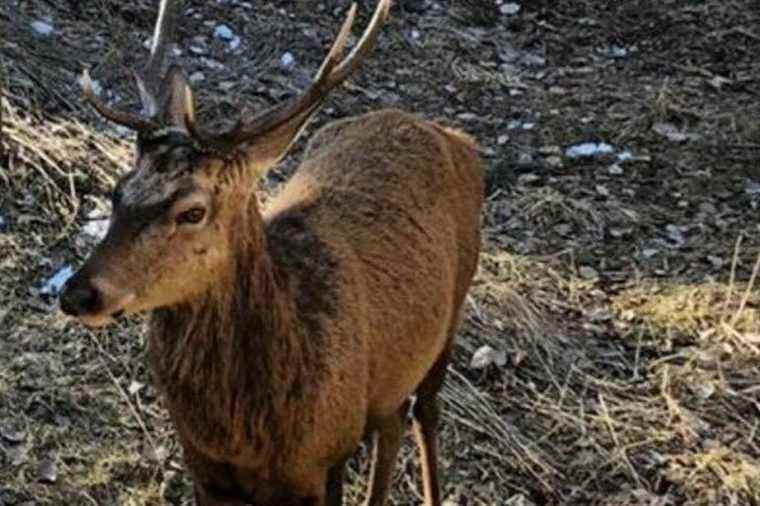 To save “Monsieur le cerf”, villagers are mobilizing