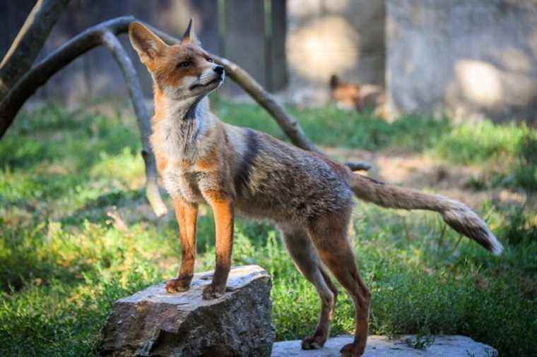 United States |  Stirring at the Capitol where the police are chasing an aggressive fox