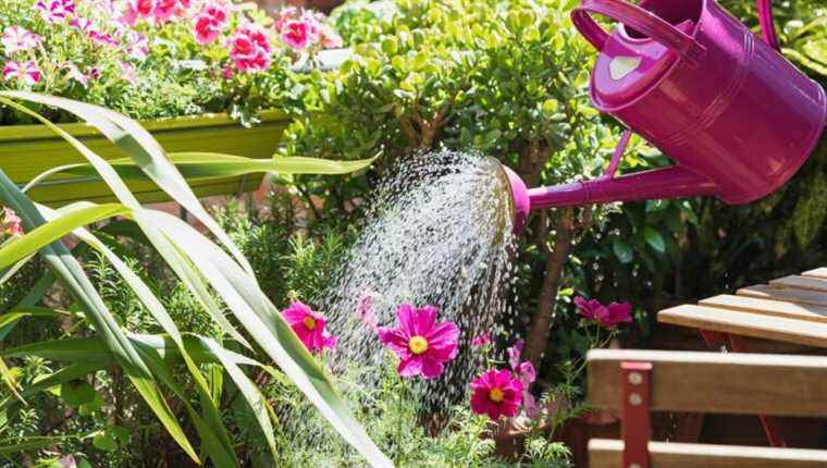 Water the plants in your garden less