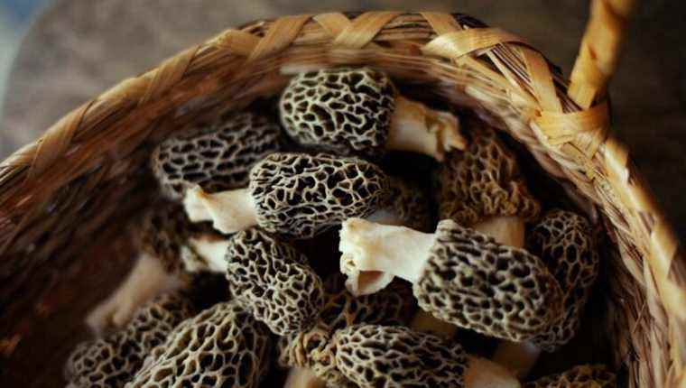 We cook morels with Lorraine PIERRAT