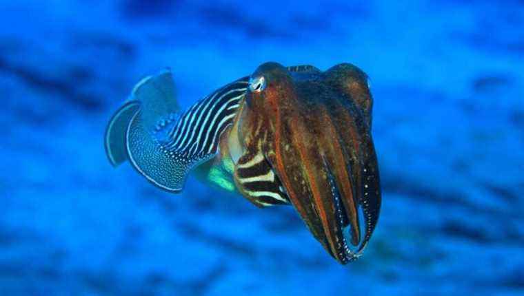 What are the tips on catching cuttlefish?